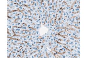Immunohistochemical staining of mouse liver cells. (FLT4 anticorps  (Extracellular Domain))