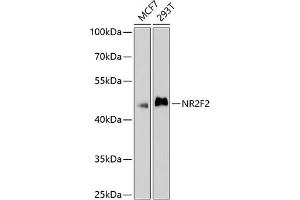 Western blot analysis of extracts of various cell lines, using NR2F2 antibody (ABIN6133831, ABIN6144820, ABIN6144821 and ABIN6214430) at 1:1000 dilution. (NR2F2 anticorps  (AA 1-100))