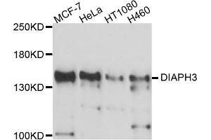 Western blot analysis of extracts of various cell lines, using DIAPH3 antibody (ABIN5997586) at 1/1000 dilution. (DIAPH3 anticorps)