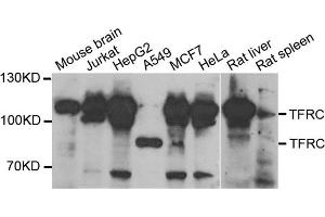 Western blot analysis of extracts of various cell lines, using TFRC antibody. (Transferrin Receptor anticorps)