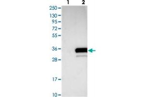 Western blot analysis of Lane 1: Negative control (vector only transfected HEK293T lysate), Lane 2: Over-expression Lysate (Co-expressed with a C-terminal myc-DDK tag (~3. (C20ORF196 anticorps)