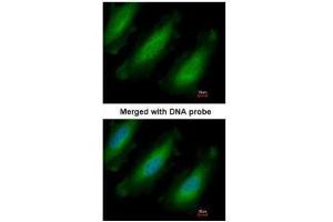 ICC/IF Image Immunofluorescence analysis of paraformaldehyde-fixed HeLa, using RPL13A, antibody at 1:200 dilution.