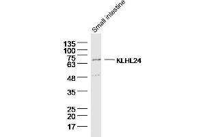 Lane 1: Mouse small intestine lysates probed with KLHL24 Polyclonal Antibody, Unconjugated  at 1:300 overnight at 4˚C. (Kelch-Like 24 anticorps  (AA 1-100))