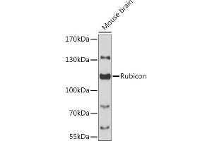 Western blot analysis of extracts of mouse brain, using Rubicon antibody (ABIN6127998, ABIN6147300, ABIN6147301 and ABIN6217065) at 1:3000 dilution. (Rubicon anticorps  (AA 1-200))