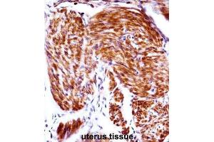 Immunohistochemistry (IHC) image for anti-Progestagen-Associated Endometrial Protein (PAEP) antibody (ABIN2998090) (PAEP anticorps)