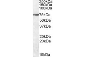 Western Blotting (WB) image for anti-Zinc Finger Protein 803 (ZNF803) (Internal Region) antibody (ABIN2464204) (WIZ anticorps  (Internal Region))
