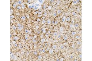 Immunohistochemistry of paraffin-embedded Mouse brain using NTF3 Polyclonal Antibody (Neurotrophin 3 anticorps)