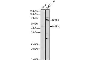 Western blot analysis of extracts of various cell lines, using BNIP3L antibody (ABIN6129989, ABIN6137622, ABIN6137623 and ABIN6221881) at 1:1000 dilution.