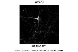 Sample Type :  Rat Hippocampal Neurons - 14DIV  Primary Antibody Dilution :  1:200  Secondary Antibody :  Anti-rabbit-Cy3  Secondary Antibody Dilution :  1:500  Color/Signal Descriptions :  White: APBA1  Gene Name :  APBA1  Submitted by :  Dan Fowler - University of Oregon, Institute of Neuroscience (APBA1 anticorps  (N-Term))
