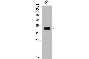 Western Blot analysis of NIH-3T3 cells using CD192 Polyclonal Antibody (CCR2 anticorps  (N-Term))