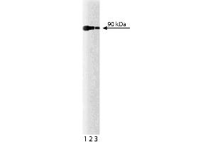 Western blot analysis for Calnexin on a HeLa cell lysate (Human cervical epitheloid carcinoma, ATCC CCL-2). (Calnexin anticorps  (AA 116-301))