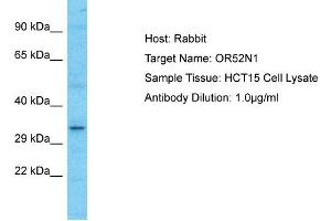 Host: Rabbit Target Name: OR52N1 Sample Type: HCT15 Whole Cell lysates Antibody Dilution: 1. (OR52N1 anticorps  (C-Term))