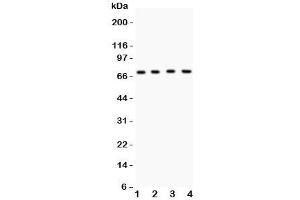 Western blot testing of Kv4. (KCND1 anticorps  (AA 442-647))