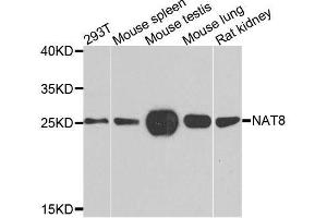 Western blot analysis of extracts of various cell lines, using NAT8 antibody. (NAT8 anticorps)