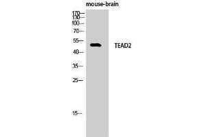 Western Blotting (WB) image for anti-TEA Domain Family Member 2 (TEAD2) (Internal Region) antibody (ABIN3187221) (TEAD2 anticorps  (Internal Region))