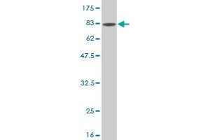Western Blot detection against Immunogen (79.