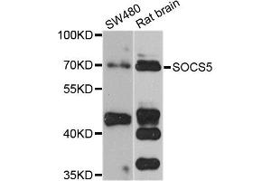 Western blot analysis of extracts of various cell lines, using SOCS5 antibody (ABIN5974771) at 1/1000 dilution. (SOCS5 anticorps)