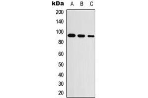 Western blot analysis of UNC5A expression in HEK293T (A), Raw264. (UNC5A anticorps  (Center))