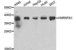 Western blot analysis of extracts of various cell lines, using HNRNPA1 antibody (ABIN5975570) at 1/200 dilution. (HNRNPA1 anticorps)