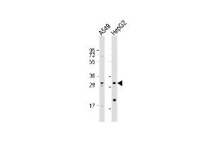 All lanes : Anti-MRPL28 Antibody (N-term) at 1:1000 dilution Lane 1: A549 whole cell lysate Lane 2: HepG2 whole cell lysate Lysates/proteins at 20 μg per lane.