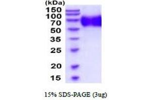 SDS-PAGE (SDS) image for Oligodendrocyte Myelin Glycoprotein (OMG) (AA 25-417) protein (His tag) (ABIN5854666)