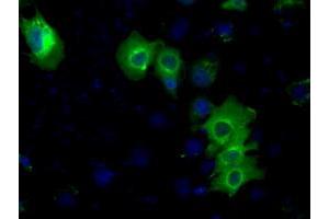 Immunofluorescence (IF) image for anti-Protein Kinase, CAMP-Dependent, Regulatory, Type II, alpha (PRKAR2A) antibody (ABIN1500255) (PRKAR2A anticorps)