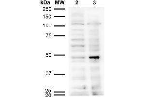Western Blot analysis of Human Cervical Cancer cell line (HeLa) showing detection of Acrolein-BSA using Mouse Anti-Acrolein Monoclonal Antibody, Clone 10A10 . (Acrolein anticorps  (Atto 390))