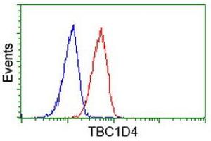 Image no. 1 for anti-TBC1 Domain Family, Member 4 (TBC1D4) antibody (ABIN1501319) (TBC1D4 anticorps)