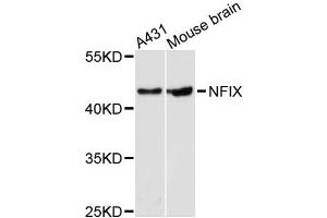 Western blot analysis of extracts of various cell lines, using NFIX antibody (ABIN5996509) at 1:3000 dilution. (NFIX anticorps)