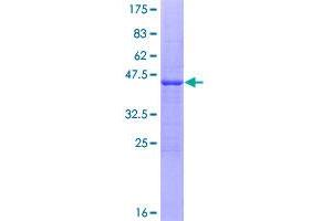 Interleukin 10 (IL10) (AA 1-178) protein (GST tag)