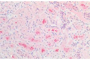 ABIN184784 (5 μg/mL) staining of paraffin embedded Human Kidney. (CBR1 anticorps  (C-Term))