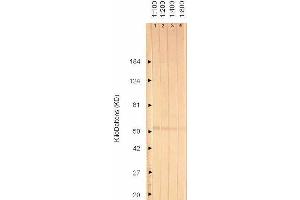 Western Blotting (WB) image for anti-Glycoprotein I (US7) antibody (ABIN265608) (Glycoprotein I anticorps)
