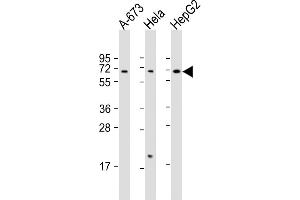 All lanes : Anti-CHRNA4 Antibody (C-Term) at 1:2000 dilution Lane 1: A-673 whole cell lysate Lane 2: Hela whole cell lysate Lane 3: HepG2 whole cell lysate Lysates/proteins at 20 μg per lane. (CHRNA4 anticorps  (AA 472-503))