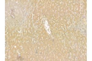 ABIN6261113 and ABIN6277549 at 1/100 staining human normal liver tissue by IHC-P. (Cullin 5 anticorps  (Internal Region))