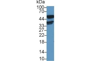 Detection of LDHB in Human A431 cell lysate using Polyclonal Antibody to Lactate Dehydrogenase B (LDHB) (LDHB anticorps  (AA 1-334))