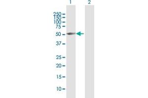 Western Blot analysis of BRUNOL4 expression in transfected 293T cell line by BRUNOL4 MaxPab polyclonal antibody. (CELF4 anticorps  (AA 1-484))
