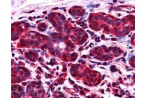 ABIN184942 (2. (NIF3L1 anticorps  (C-Term))