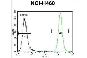 RASSF8 antibody (N-term) (ABIN655482 and ABIN2845003) flow cytometric analysis of NCI- cells (right histogram) compared to a negative control cell (left histogram).