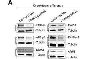Immunoblots showing siRNA-mediated knockdown efficiencies corresponding to data of Figure 1.