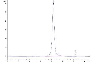 The purity of Human IL-12 is greater than 95 % as determined by SEC-HPLC.