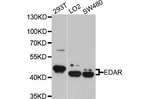 Western blot analysis of extracts of various cell lines, using EDAR antibody (ABIN5972517) at 1/1000 dilution. (EDAR anticorps)