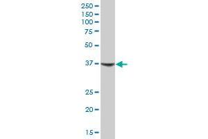 NR1H3 MaxPab polyclonal antibody.