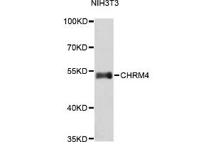 Western blot analysis of extracts of NIH/3T3 cells, using CHRM4 antibody (ABIN1871849). (CHRM4 anticorps)