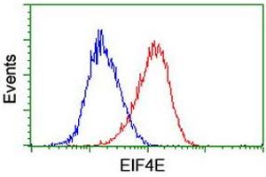 Image no. 12 for anti-Makorin Ring Finger Protein 1 (MKRN1) antibody (ABIN1499486)
