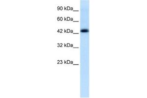Western Blotting (WB) image for anti-Bone Marrow Proteoglycan (PRG2) antibody (ABIN2463863) (PRG2 anticorps)