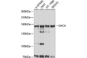 Western blot analysis of extracts of various cell lines, using UACA antibody  at 1:1000 dilution.