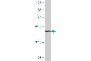Western Blot detection against Immunogen (37.