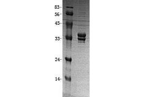 Validation with Western Blot