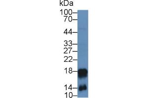 Western Blot; Sample: Mouse Spleen lysate; Primary Ab: 2µg/mL Rabbit Anti-Mouse CAMP Antibody Second Ab: 0.