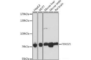 Western blot analysis of extracts of various cell lines using FBXO21 Polyclonal Antibody at dilution of 1:1000. (FBXO21 anticorps)